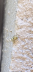 Salticinae