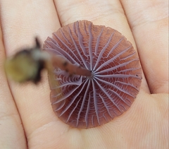 Mycena holoporphyra