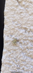 Salticinae