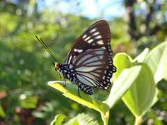 Euripus nyctelius