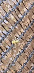 Salticinae