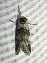 Furcula scolopendrina