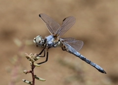 Libellula composita