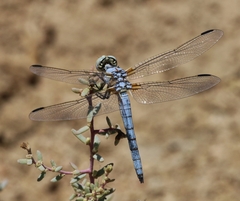 Libellula composita