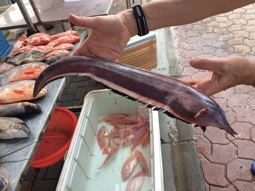 Long-snouted ghost knifefish (Sternarchorhamphus muelleri) — Apteronotidae