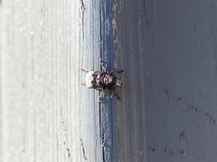 Eurymycter
