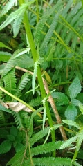 Pseudocyclosorus esquirolii