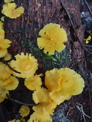 Marasmius rhyssophyllus