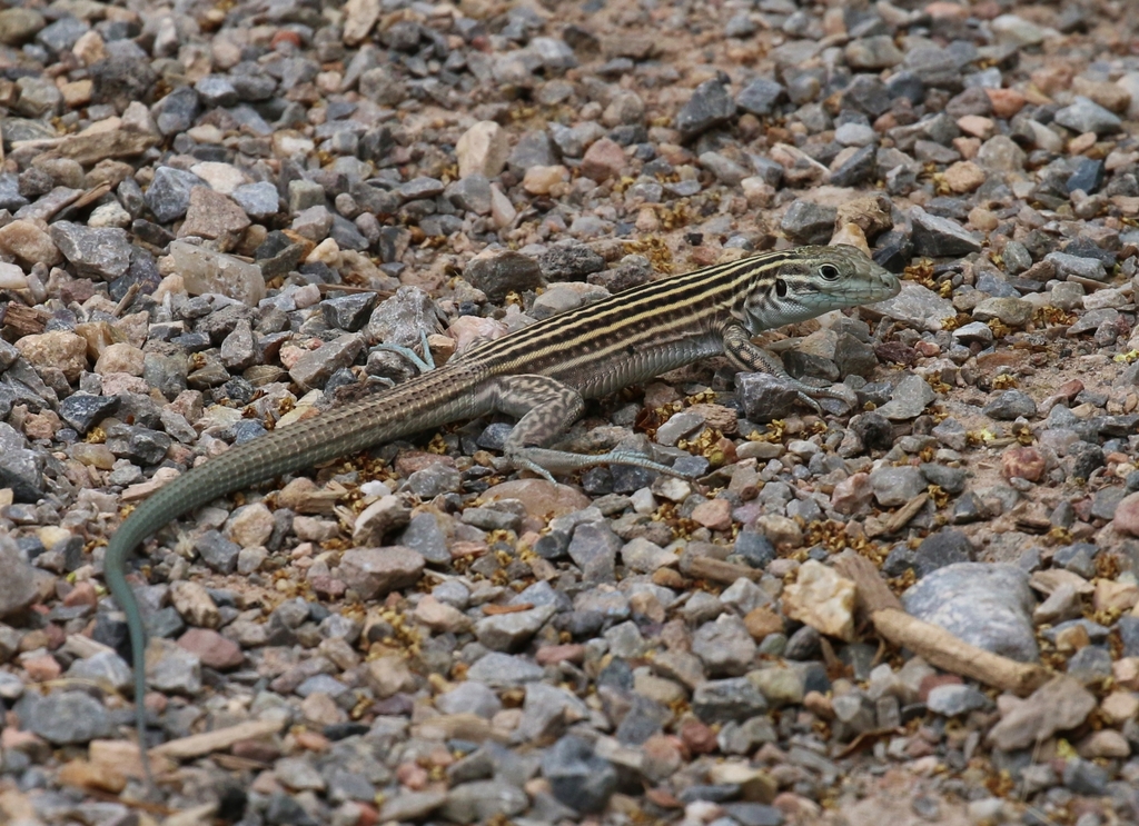 New Mexico Whiptail (Arizona: Sky Island Specialties) · iNaturalist