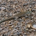 New Mexico Whiptail - Photo (c) Tom Benson, some rights reserved (CC BY-NC-ND)
