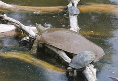 Apalone spinifera emoryi