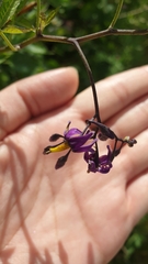 Solanum dulcamara