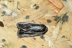 Sympistis badistriga