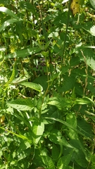 Solanum dulcamara