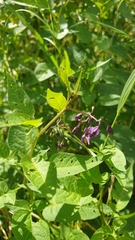 Solanum dulcamara