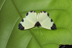 Nymphidium leucosia