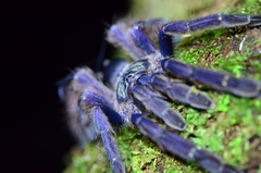 Tapinauchenius plumipes