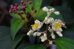 Miconia mirabilis