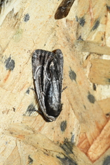 Sympistis badistriga