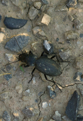 Carabus brandti