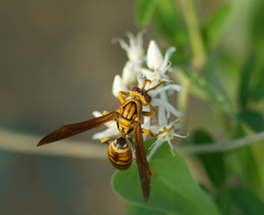 Polistes olivaceus