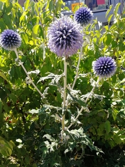 Echinops bannaticus