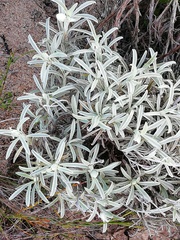 Achyranthemum argenteum