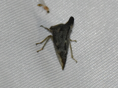 Glossonotus acuminatus