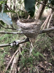 Rhipidura albiscapa