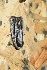 Sympistis badistriga