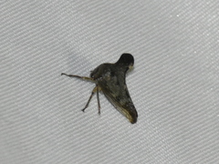 Glossonotus acuminatus