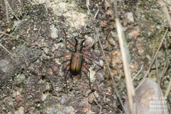 Heptodonta posticalis