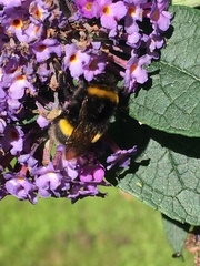 Bombus terrestris