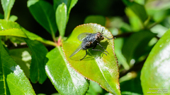 Calliphora vomitoria