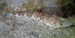 Platycephalus grandispinis