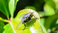 Calliphora vomitoria