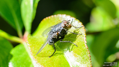 Calliphora vomitoria