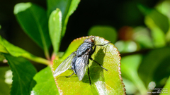 Calliphora vomitoria