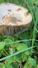 Chlorophyllum molybdites