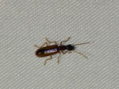 Leptotrachelus dorsalis
