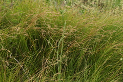 Carex pediformis
