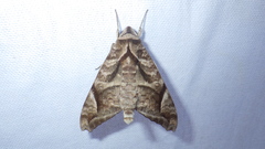 Acosmeryx naga