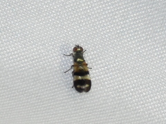 Chaetopsis massyla