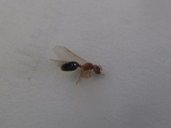 Pheidole parva