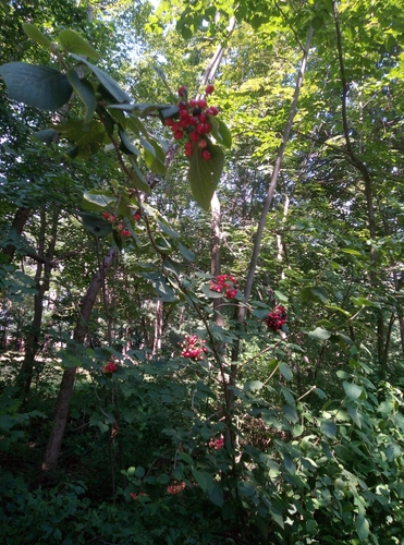 Viburnum lantana