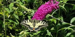 Papilio machaon