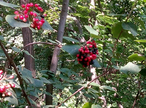Viburnum lantana
