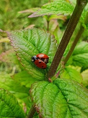 Coccinella septempunctata
