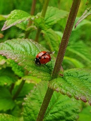 Coccinella septempunctata