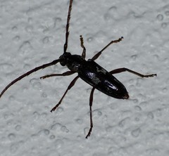 Elaphidion mimeticum